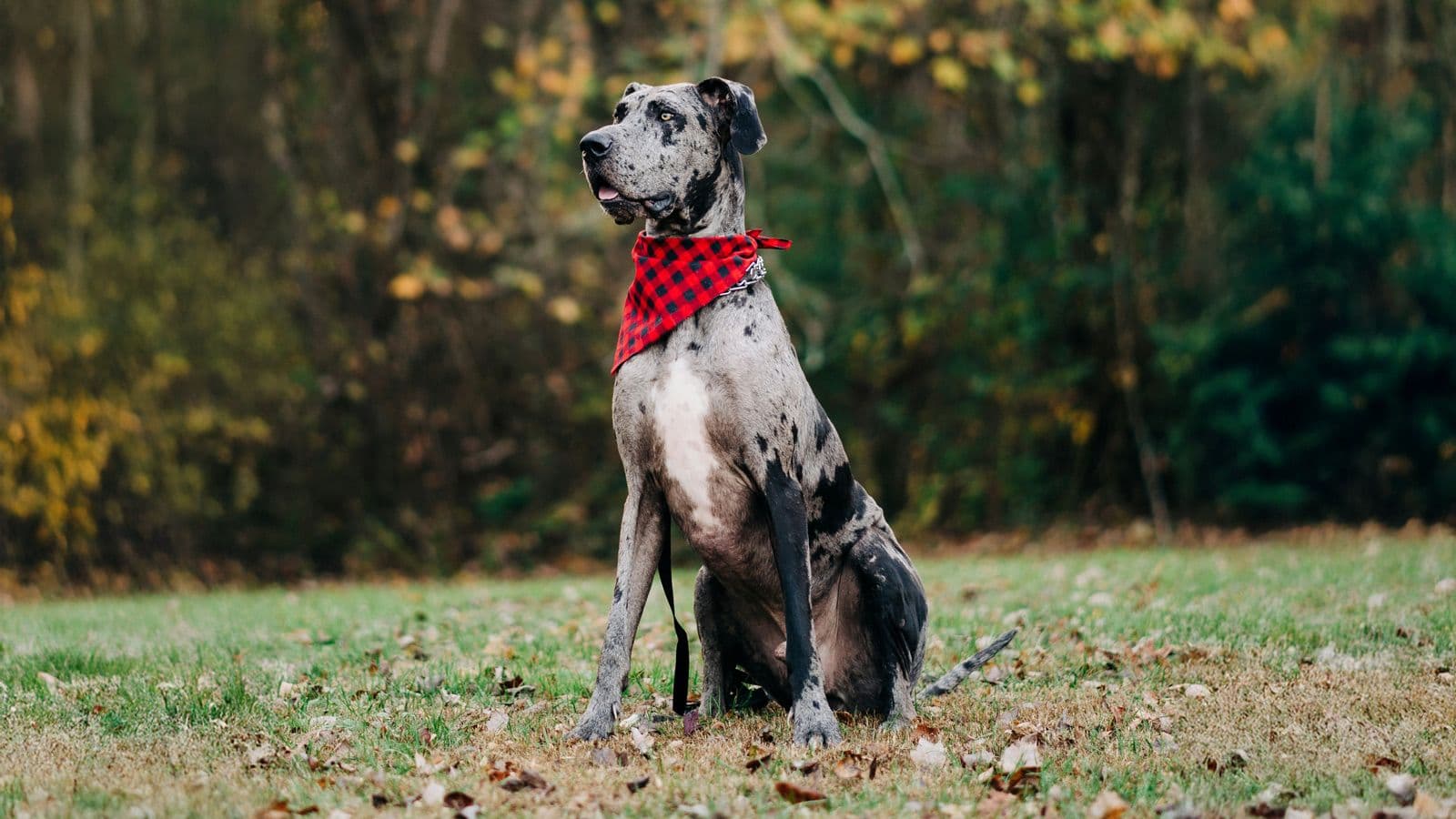 The First Real Longevity Drug Might Be for Your Dog thumbnail
